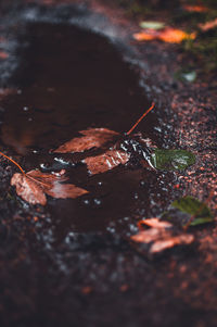 High angle view of leaf on rock