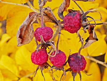 Close-up of fruits on plant