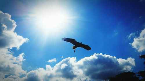 Low angle view of bird flying against blue sky