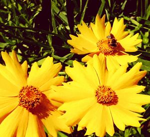 Close-up of insect on yellow flowering plant