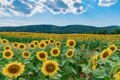 Scenic view of sunflower field against sky