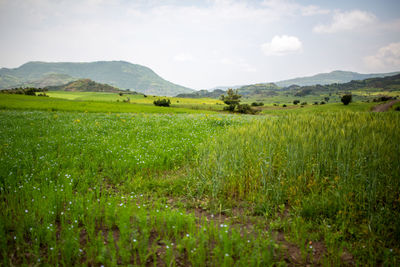 Scenic view of farm field against sky