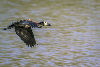 Bird flying over lake