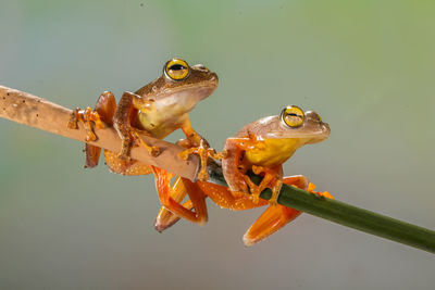 Two golden tree frog in branch