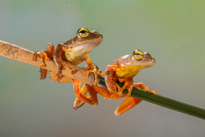 Close-up of frog on leaf