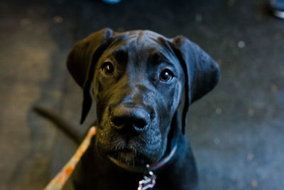 Close-up portrait of dog