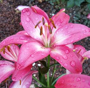Close-up of wet pink flower blooming outdoors