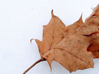 Close-up of dry leaf on snow covered plant during autumn