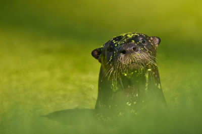 Close-up of otter