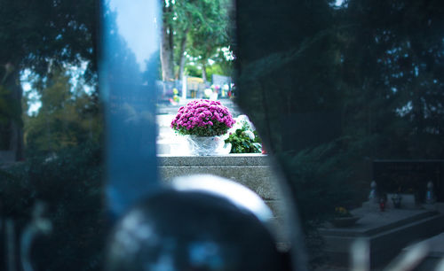 Close-up of pink flower tree