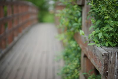 Close-up of plants against blurred background
