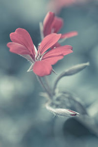 Close-up of red flower