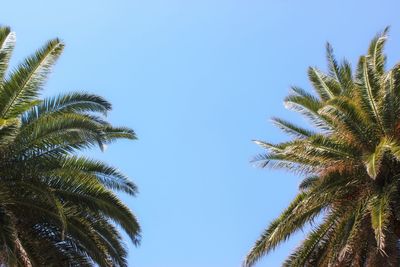 Low angle view of palm trees against blue sky