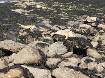 High angle view of pebbles