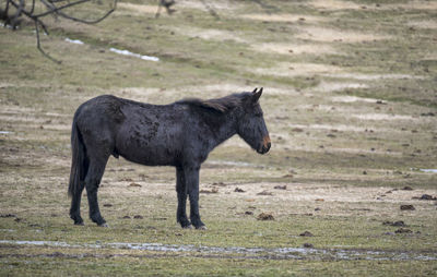 Side view of a horse on field