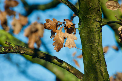 Close-up of leaves on tree trunk against sky