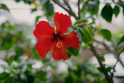 Close-up of red flower