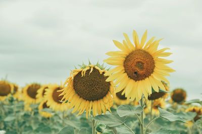 Close-up of sunflower against sky