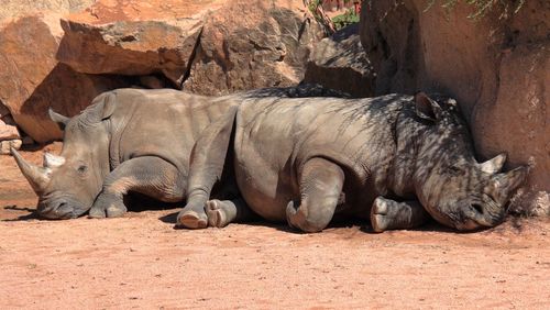 Rhinoceros resting in a field