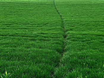 Full frame shot of corn field