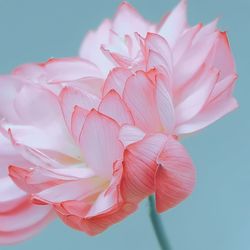 The beauty of the pink lotus flower in the lake