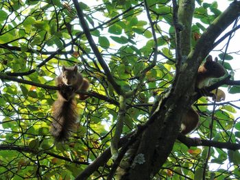 Low angle view of monkey on tree