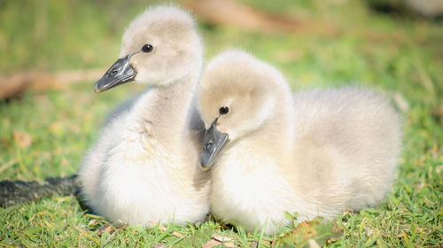 Close-up of swan on grass