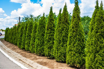 Panoramic shot of road amidst trees against sky