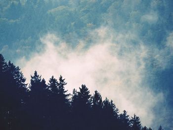 Low angle view of trees against sky