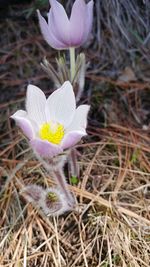 Close-up of crocus