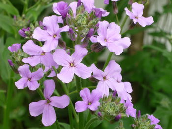 Close-up of flowers blooming outdoors