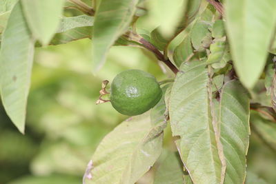 Close-up of fruits growing on tree