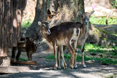 Deer standing by tree trunk