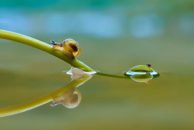 Close-up of flower buds