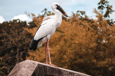 Bird perching on rock