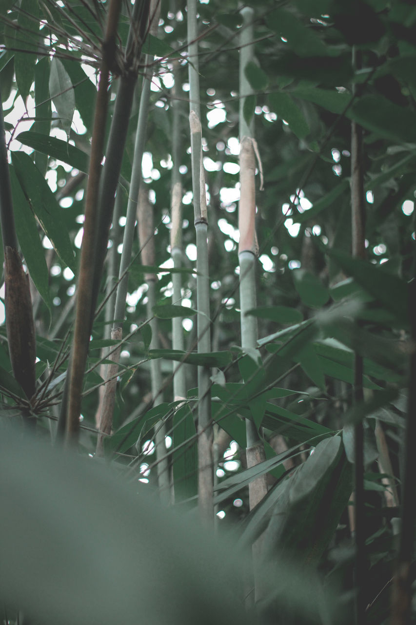 CLOSE-UP OF BAMBOO PLANTS IN FOREST