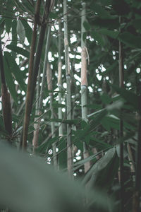 Close-up of bamboo trees in forest