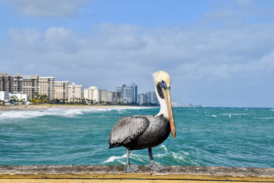 Bird on beach against sky