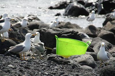 Seagulls on beach