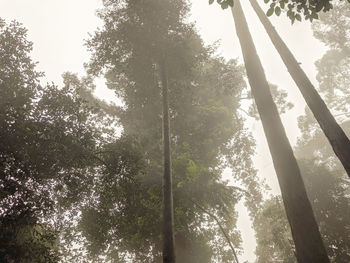 Low angle view of trees in forest against sky