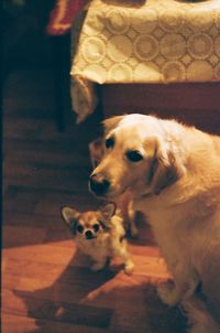 Portrait of a dog
