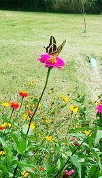 Plants growing on grassy field