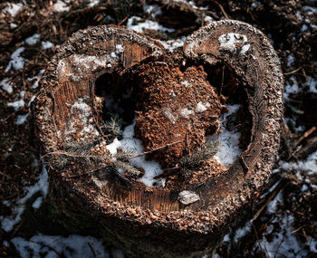 Close-up of tree stump in forest