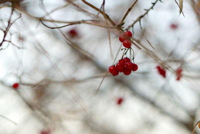 Close-up of red berries on tree