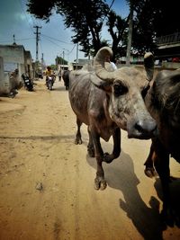 View of cows on street in city