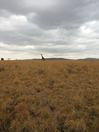 Scenic view of grassy field against cloudy sky