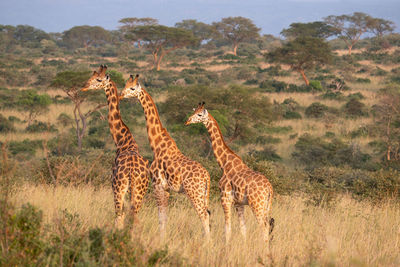 Baringo giraffe, giraffa, uganda