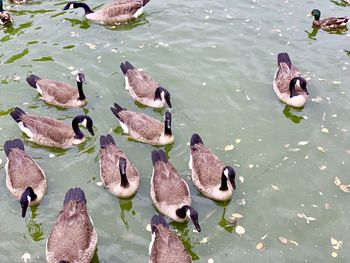 High angle view of mallard ducks swimming in lake