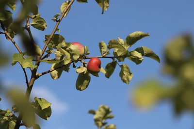 Low angle view of berries growing on tree against sky