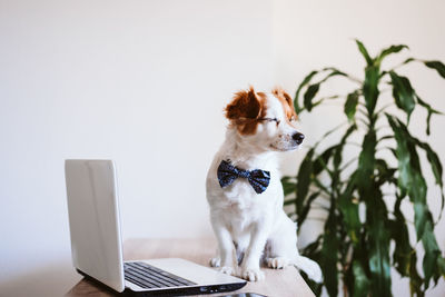 Portrait of a dog looking at camera